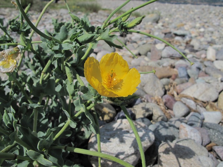 Glaucium flavum